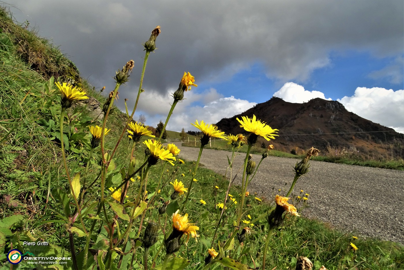 52 Ultimi fiori estivi per il Monte Gioco colorato d'autunno.JPG